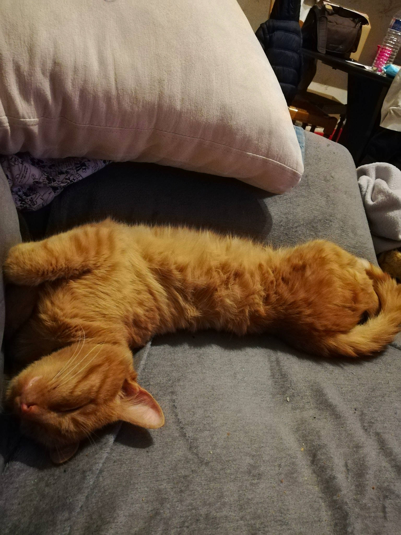 Tatouil participe au concours pour gagner de l'argent avec cette photo : canidae, carnivore, cat, claw, comfort, dog_breed, fawn, felidae, fur, goldendoodle, nap, paw, sleep, small_to_medium_sized_cats, sporting_group, tail