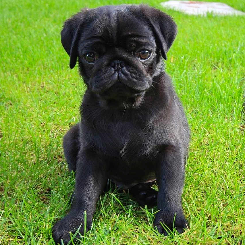 Jack