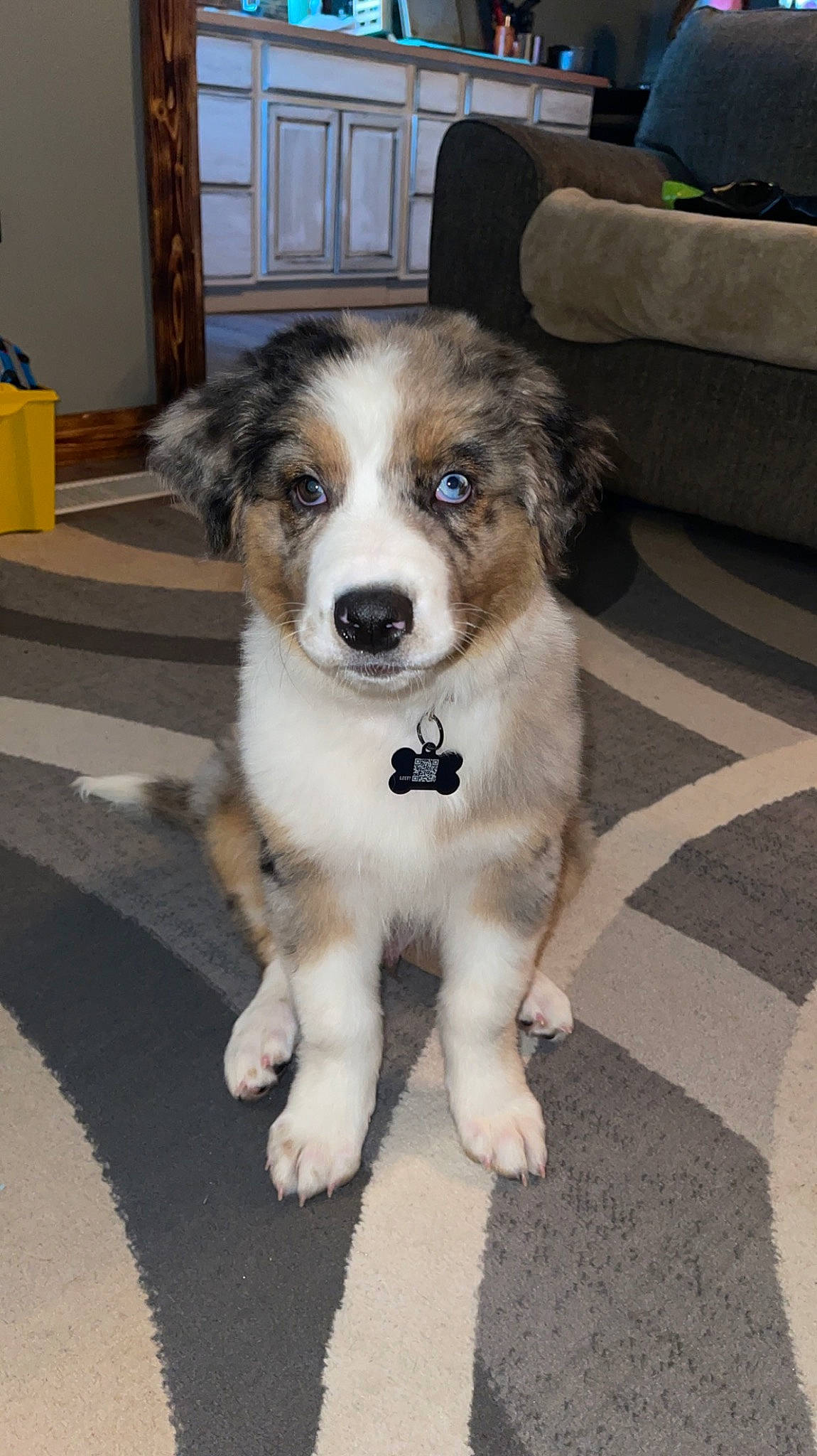 Finn is registered to the contest to win money with this photo: australian_collie, australian_shepherd, box, canidae, carnivore, companion_dog, dog, dog_breed, flooring, fur, herding_dog, road_surface, snout, sofa_bed, sporting_group, studio_couch, terrestrial_animal, whiskers, working_animal, working_dog