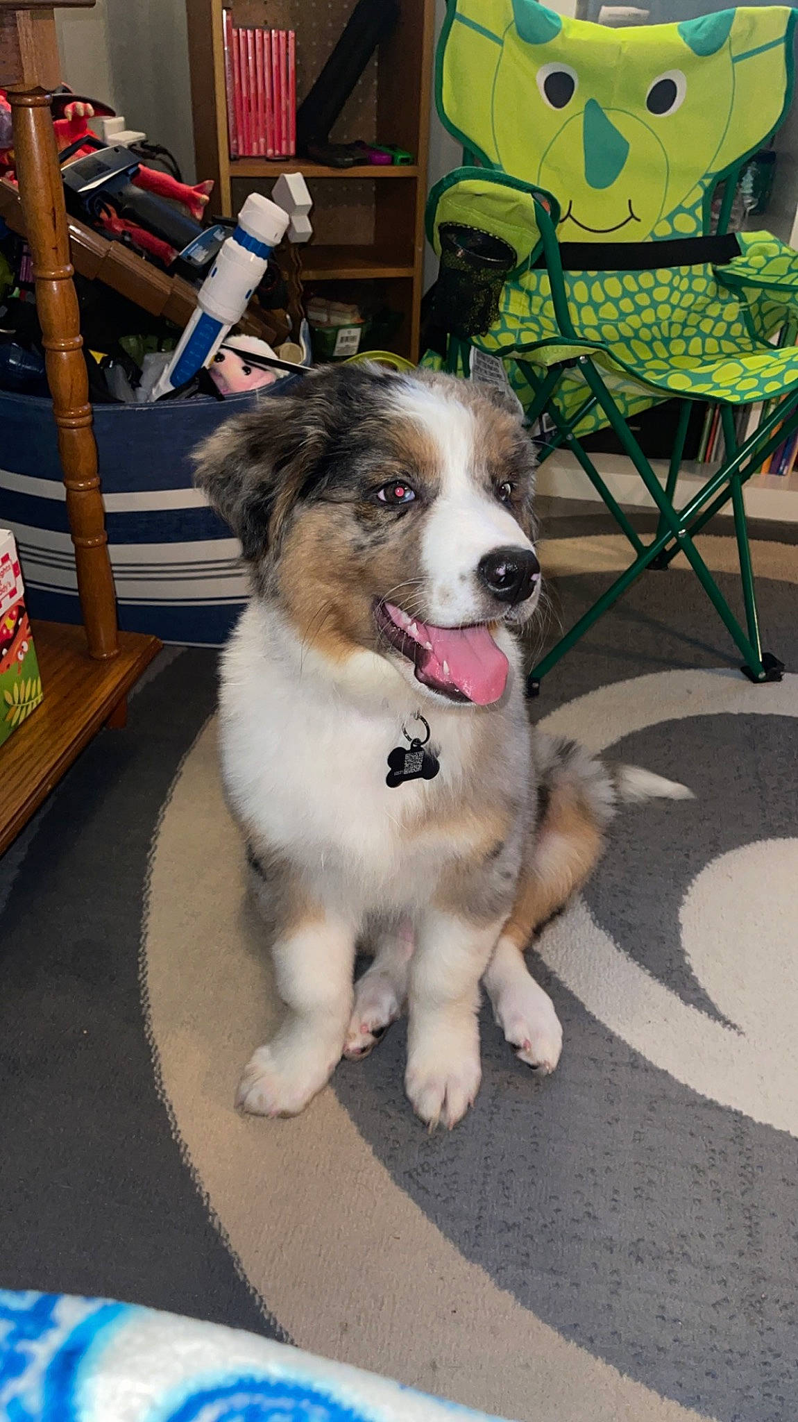 Finn joined the competition — help win amazing prizes! canidae, carnivore, chair, collar, companion_dog, dog, dog_breed, flooring, fur, herding_dog, outdoor_furniture, plant, snout, sporting_group, table, tail, working_animal, working_dog