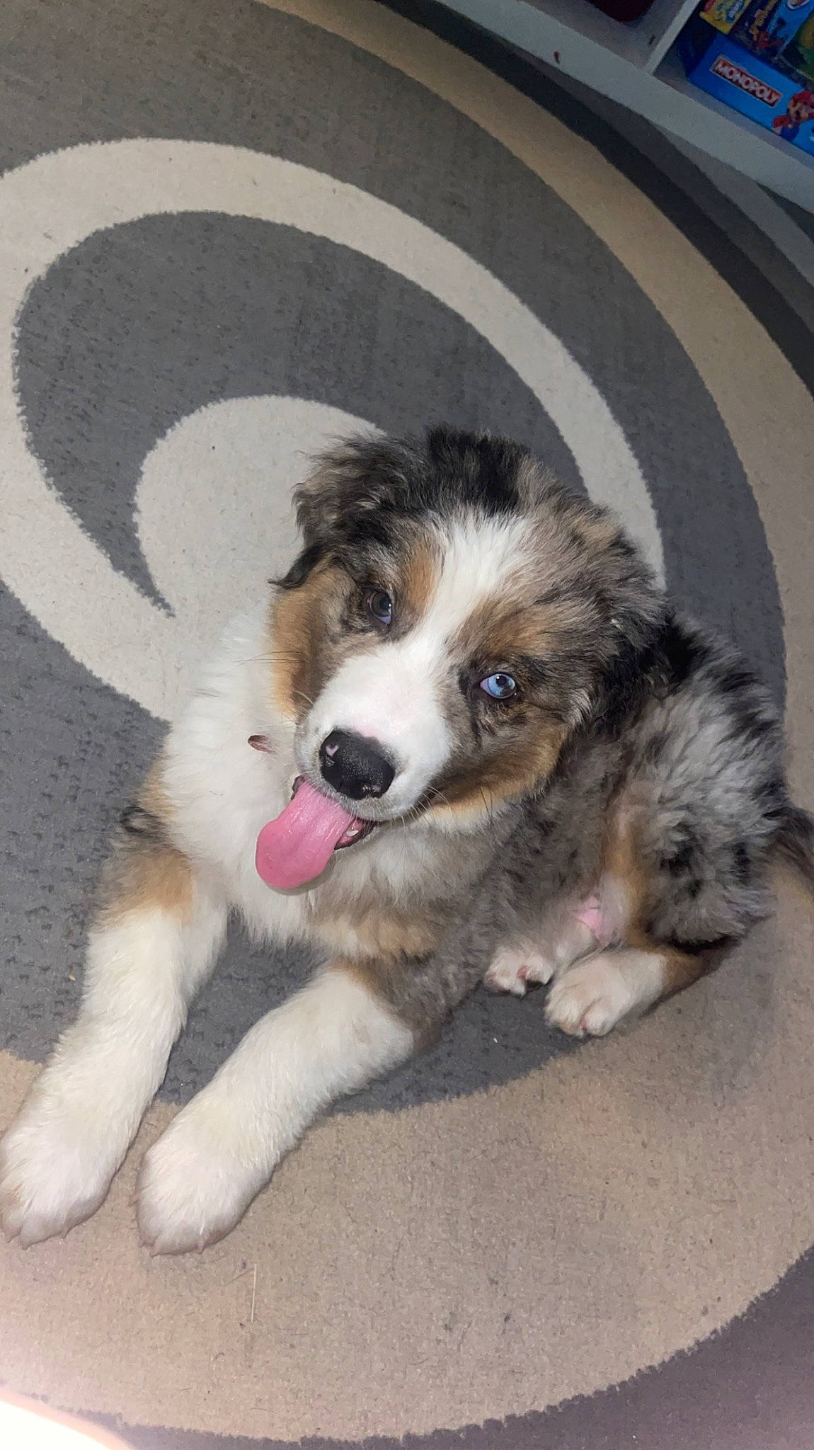 Finn joined the competition — help win amazing prizes! art, canidae, carnivore, companion_dog, dog, dog_breed, fur, herding_dog, paw, plant, puppy, snout, sporting_group, tail, terrestrial_animal, whiskers, working_animal, working_dog