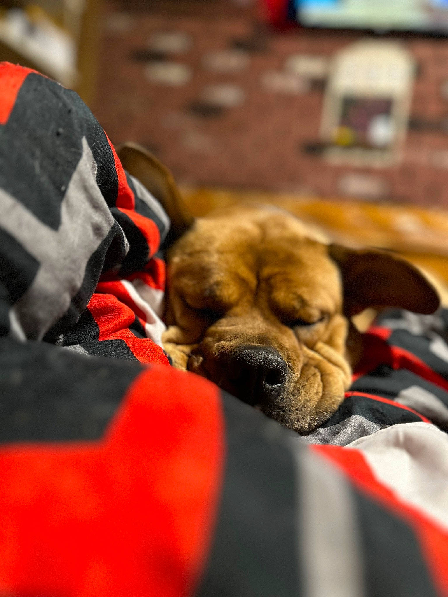 Sasha Bear is registered to the contest to win money with this photo: canidae, carnivore, collar, comfort, companion_dog, dog, dog_breed, fawn, flooring, fur, nap, snout, sporting_group, television, whiskers, wrinkle