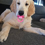 Maya participe au concours pour gagner de l'argent avec cette photo : dog, puppy, golden_retriever, pacifier, pink, couch, indoor, pet, animal, cute, fluffy, relaxed, lying_down, fur, muzzle, ears, nose, front_paw, living_room, window