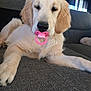 dog, puppy, golden_retriever, pacifier, pink, couch, indoor, pet, animal, cute, fluffy, relaxed, lying_down, fur, muzzle, ears, nose, front_paw, living_room, window