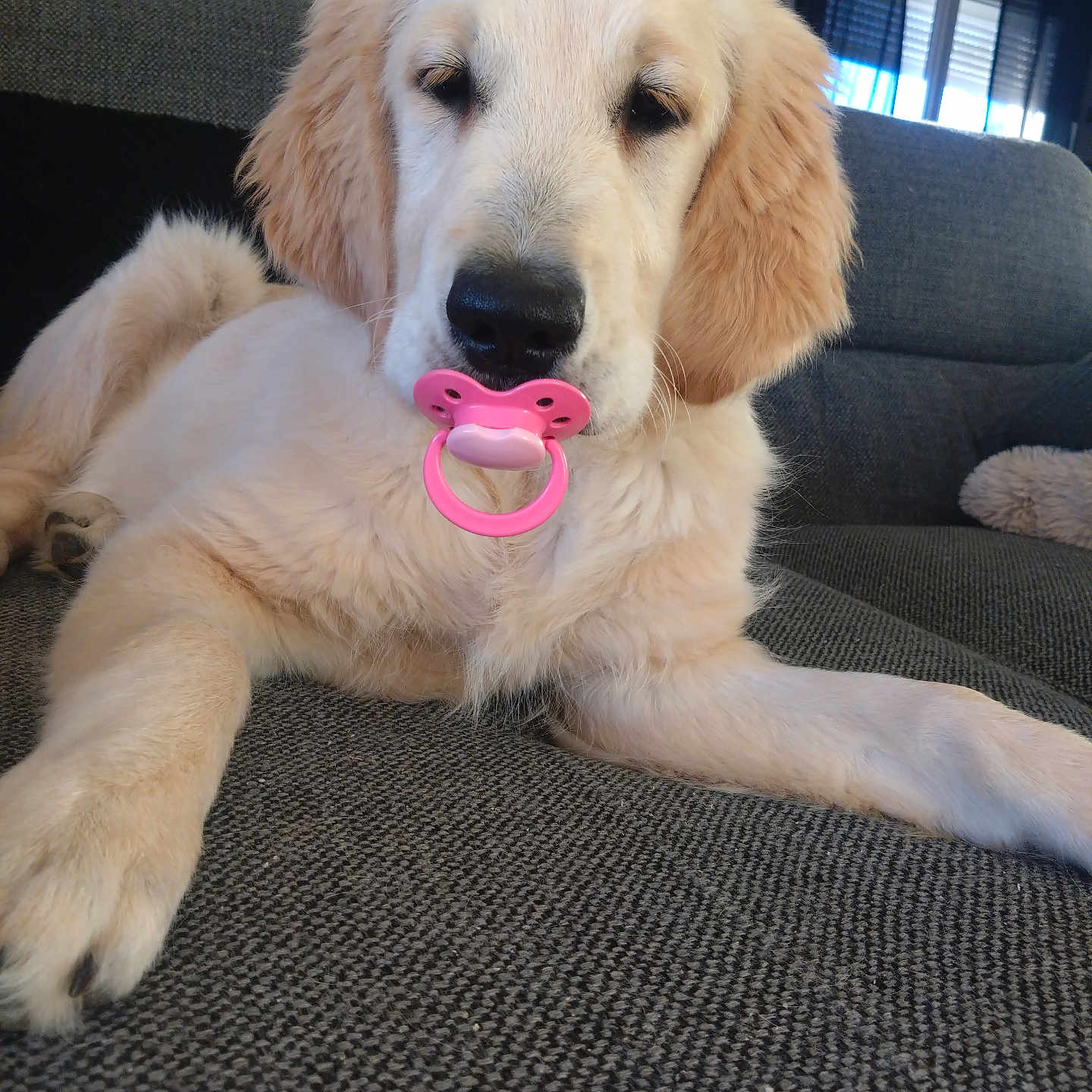 Maya participe au concours pour gagner de l'argent avec cette photo : animal, couch, cute, dog, ears, fluffy, front_paw, fur, golden_retriever, indoor, living_room, lying_down, muzzle, nose, pacifier, pet, pink, puppy, relaxed, window