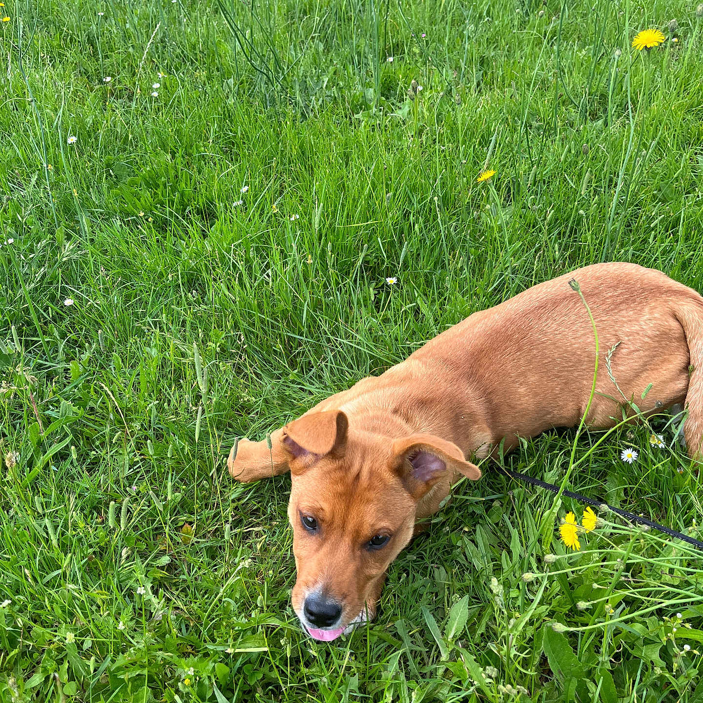 Vicky participe au concours pour gagner de l'argent avec cette photo : accessories, animal, canine, countryside, dog, farm, field, flower, grass, grassland, hound, lawn, meadow, nature, outdoors, pasture, pet, plant, puppy, rural