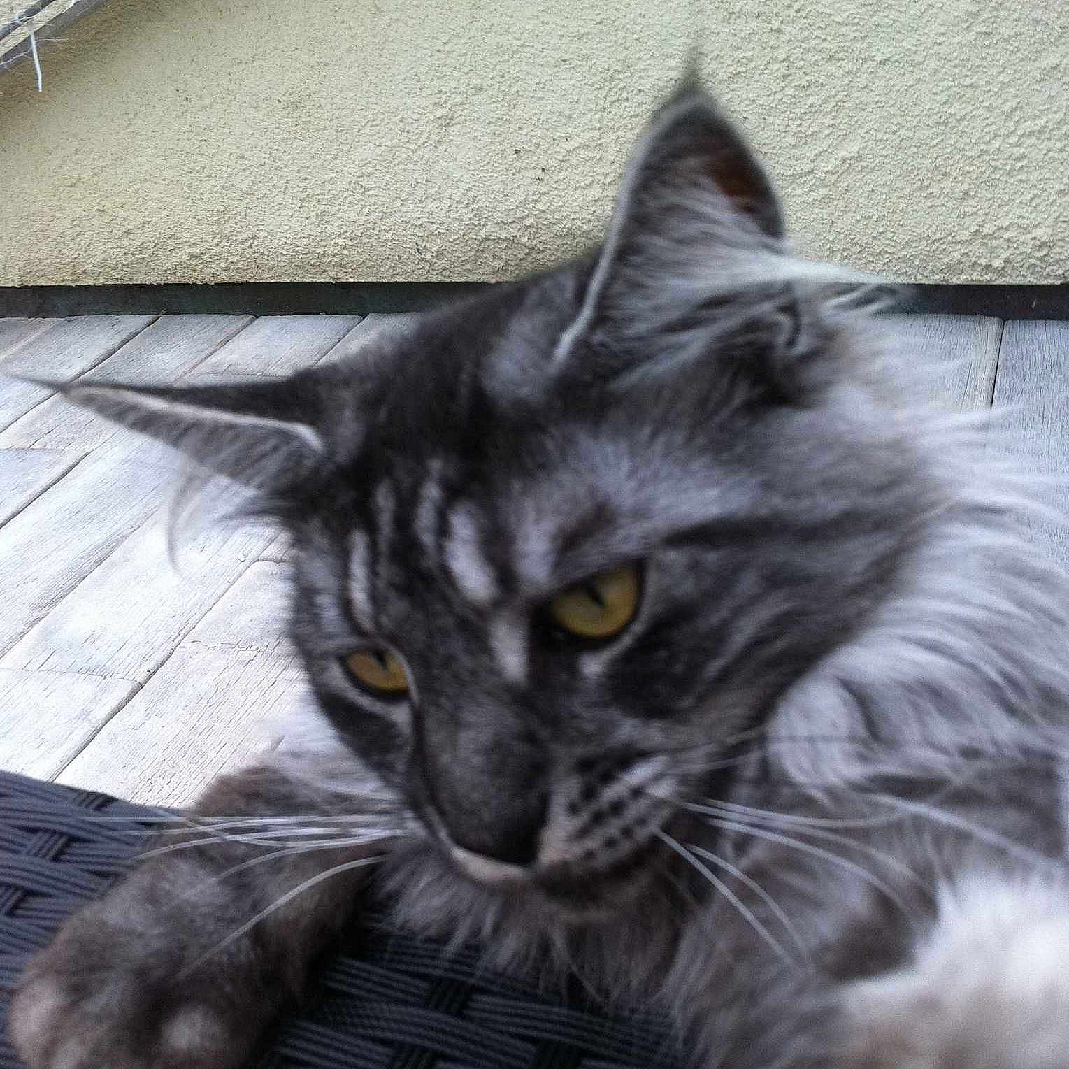 Hémo a rejoint le concours — aidez-le/la à gagner de superbes lots !