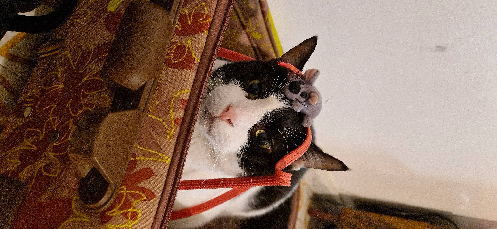 Tempête participe au concours pour gagner de l'argent avec cette photo : carnivore, cat, collar, comfort, domestic_short_haired_cat, felidae, flooring, fur, paw, small_to_medium_sized_cats, snout, tail, tree, whiskers, wood