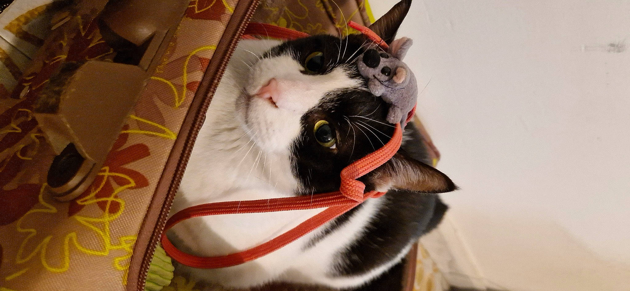 Tempête a rejoint le concours — aidez-le/la à gagner de superbes lots ! bag, carnivore, cat, claw, collar, comfort, domestic_short_haired_cat, eye, fashion_accessory, felidae, fur, paw, personal_protective_equipment, small_to_medium_sized_cats, snout, tail, whiskers