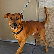 Finley is registered to the contest to win money with this photo: animal, brown_dog, canine, collar, concrete_floor, dog, domestic_animal, door, ears, friendly, happy, leash, looking_at_camera, mammal, outdoor, pet, smiling, standing, stone_wall, tail