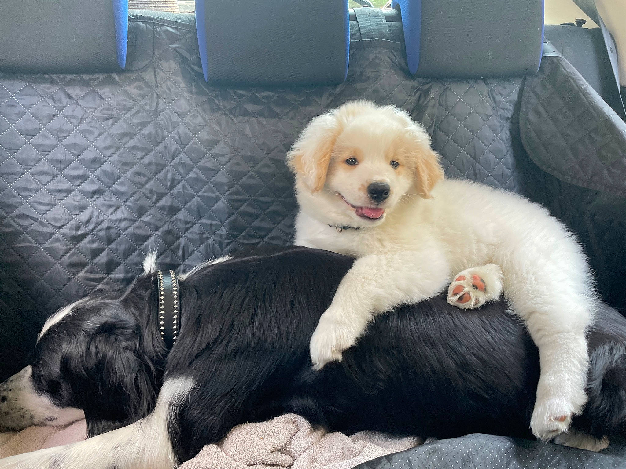 Laska a rejoint le concours — aidez-le/la à gagner de superbes lots ! canidae, carnivore, comfort, companion_dog, couch, dog, dog_breed, dog_supply, flooring, fur, non_sporting_group, paw, puppy_love, sitting, snout, sporting_group, tail, toy_dog, vehicle, working_animal