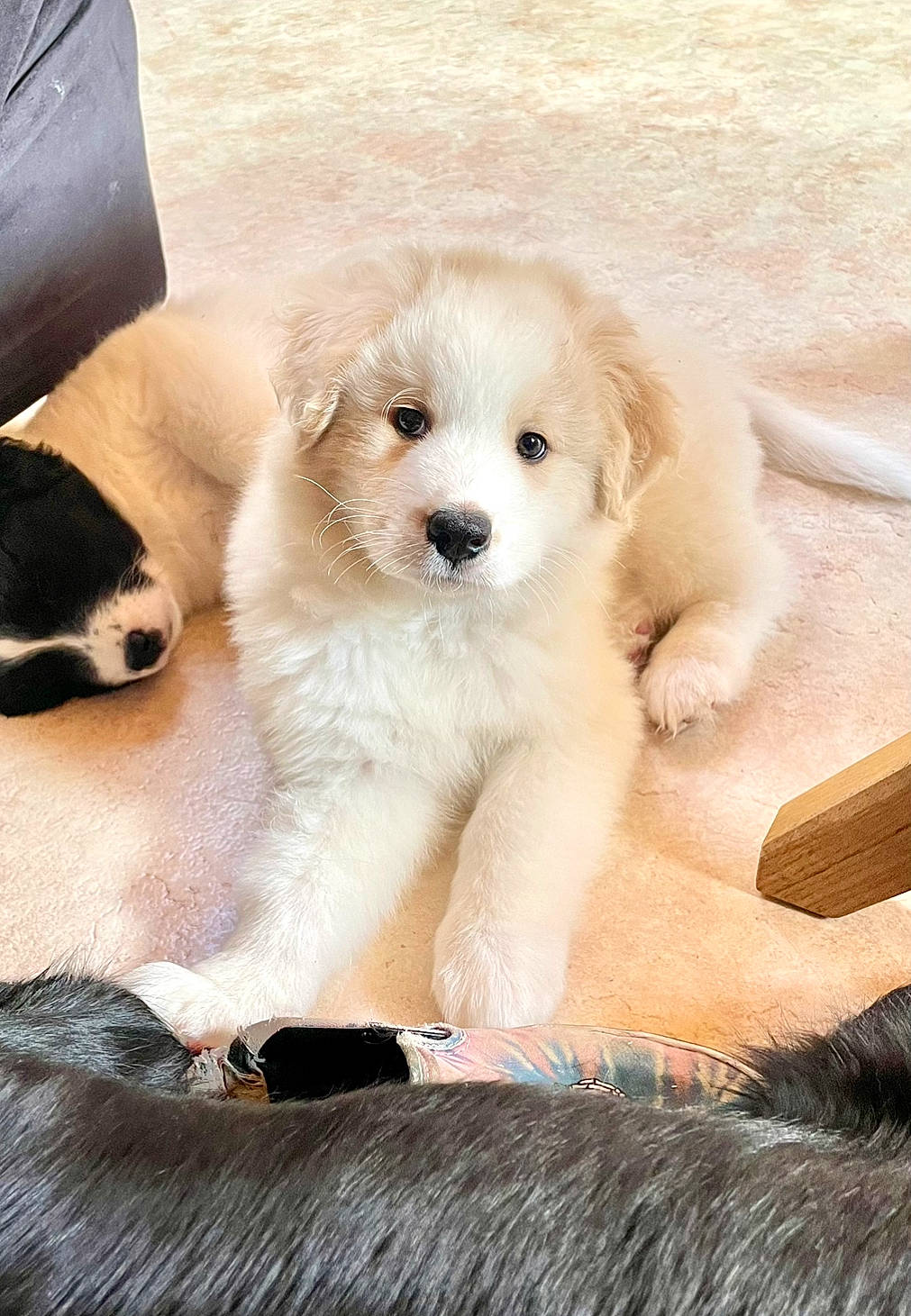 Laska a rejoint le concours — aidez-le/la à gagner de superbes lots ! canidae, carnivore, collar, companion_dog, dog, dog_breed, dog_collar, dog_supply, fur, non_sporting_group, paw, pet_supply, snout, sporting_group, working_animal