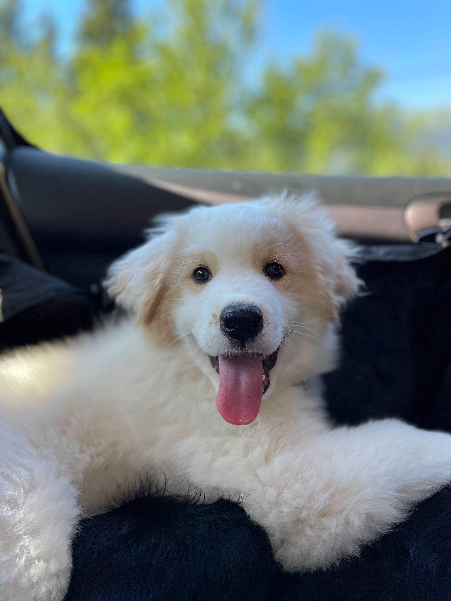 Laska participe au concours pour gagner de l'argent avec cette photo : canidae, carnivore, companion_dog, dog, dog_breed, fang, fur, happy, head, jaw, paw, plant, shout, sky, smile, snout, sporting_group, tooth, tree, whiskers