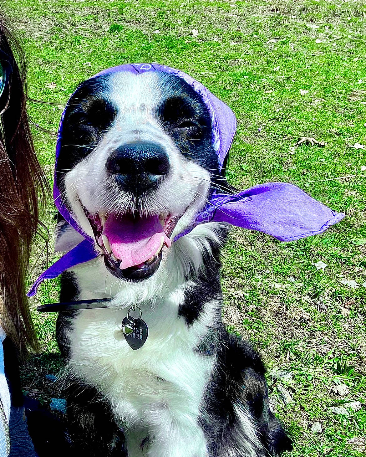 Hatchi a rejoint le concours — aidez-le/la à gagner de superbes lots ! canidae, carnivore, collar, companion_dog, dog, dog_breed, dog_collar, fur, grass, groundcover, gun_dog, happy, people_in_nature, plant, puppy_love, snout, sporting_group, whiskers, working_animal, working_dog