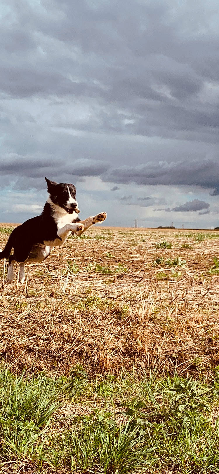 Taco a rejoint le concours — aidez-le/la à gagner de superbes lots ! border_collie, boston_terrier, canidae, carnivore, cloud, companion_dog, dog, dog_breed, field, grass, grassland, happy, herding_dog, landscape, mcnab, pasture, plant, sky, tail, working_animal