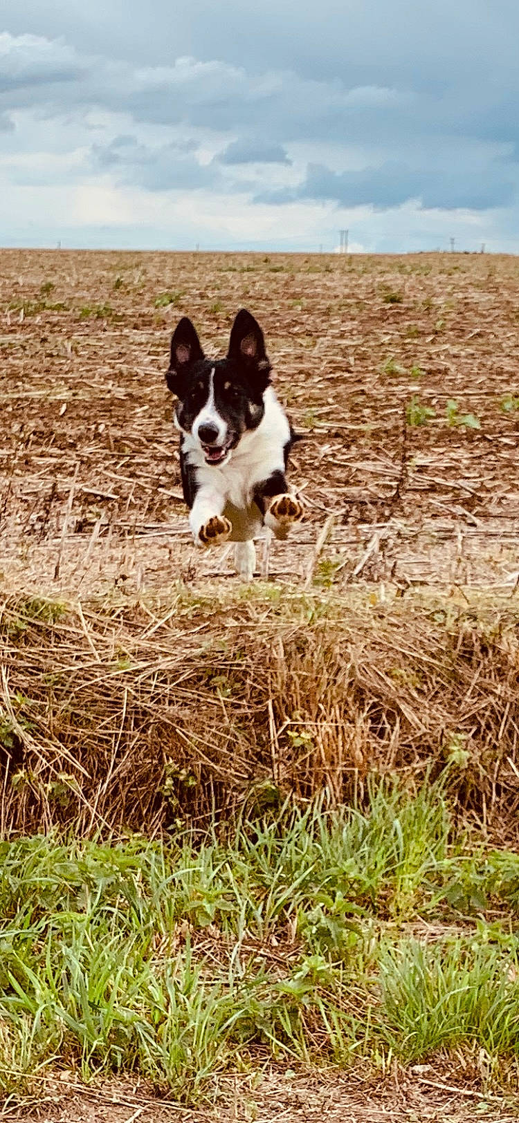 Taco participe au concours pour gagner de l'argent avec cette photo : boston_terrier, canidae, carnivore, cloud, companion_dog, dog, dog_breed, fawn, grass, grass_family, grassland, herding_dog, landscape, pasture, plant, sky, snout, soil, sporting_group, working_animal