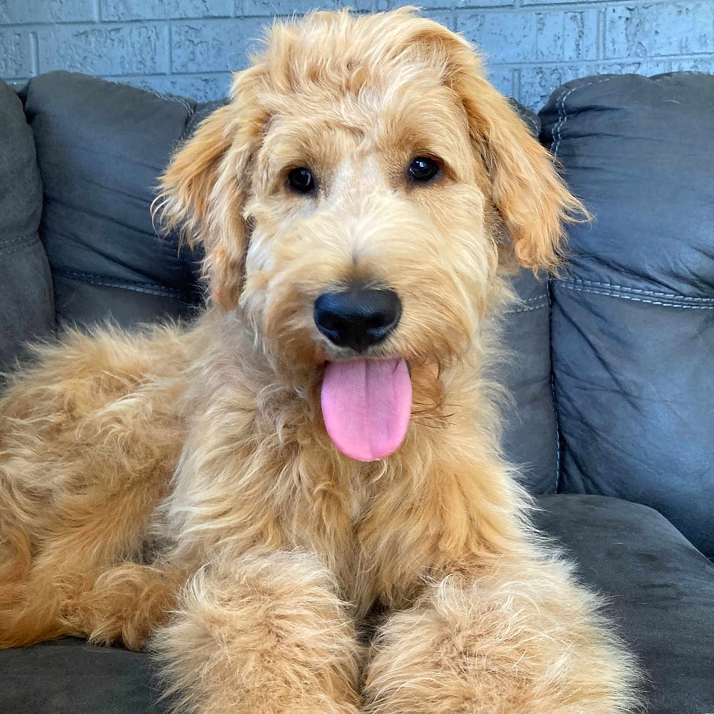 Rusty joined the competition — help win amazing prizes! airedale, animal, ball, bodypart, canine, couch, cushion, dog, furniture, homedecor, hound, mouth, person, pet, poodle, puppy, sport, tennis, terrier, tongue