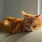 Rex is registered to the contest to win money with this photo: cat, ginger_cat, sleeping, couch, indoor, cozy, pet, feline, relaxation, home, window_light, whiskers, ears, fur, nap, domestic_cat, closeup, resting, quiet, peaceful