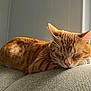 cat, ginger_cat, sleeping, couch, indoor, cozy, pet, feline, relaxation, home, window_light, whiskers, ears, fur, nap, domestic_cat, closeup, resting, quiet, peaceful