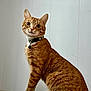 Rex is registered to the contest to win money with this photo: cat, ginger_cat, tabby, pet, feline, collar, indoor, curious, whiskers, tail, sitting, fur, animal, cute, domestic, portrait, closeup, paw, furniture, wall
