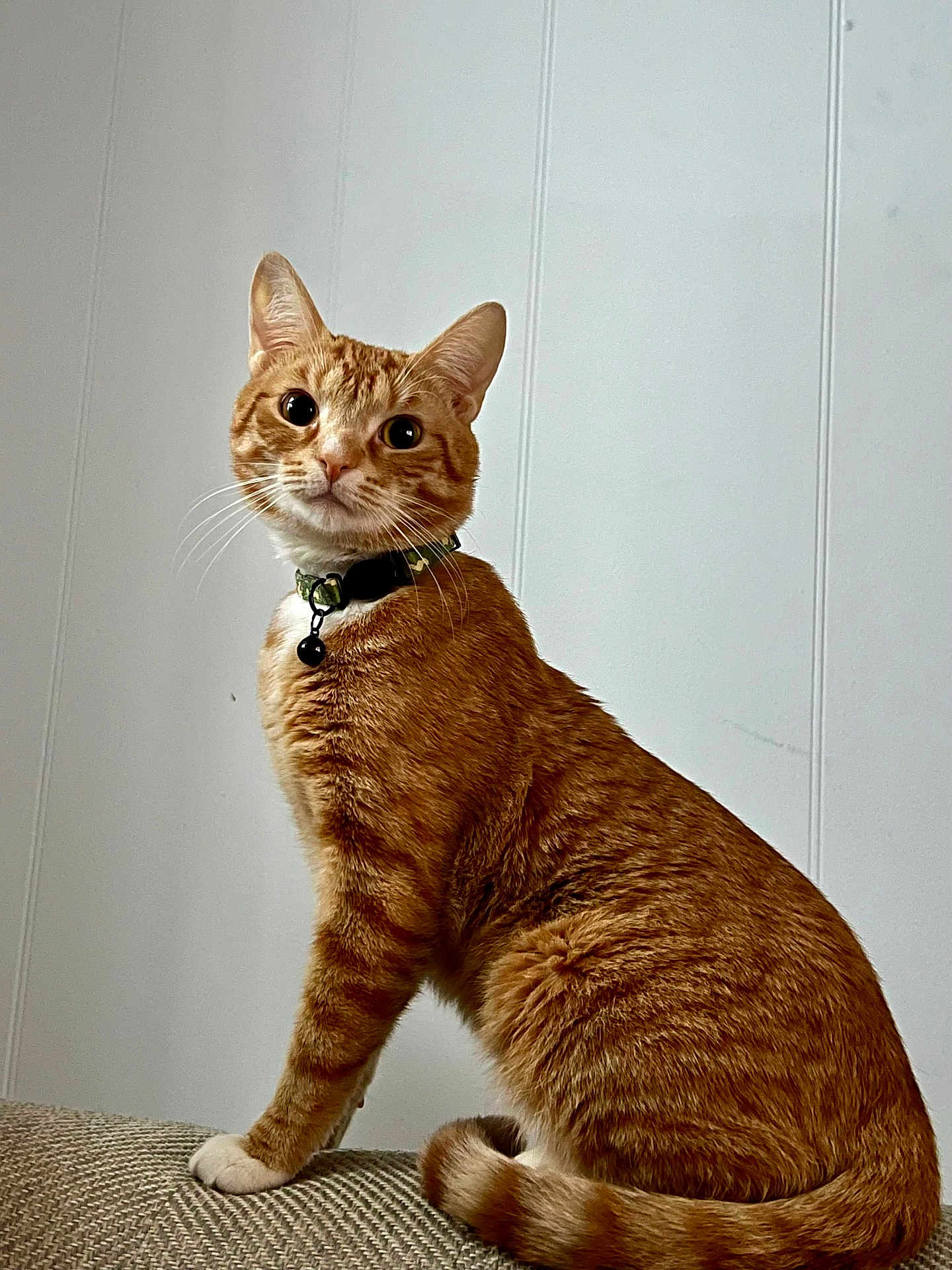 Rex