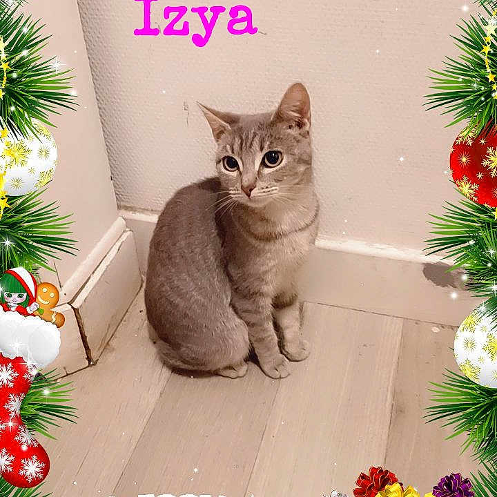Izya