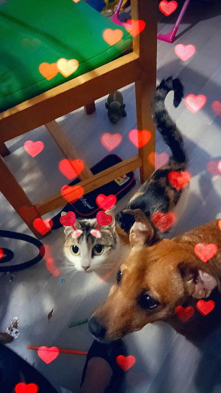 Tigresse a rejoint le concours — aidez-le/la à gagner de superbes lots ! carnivore, cat, christmas, christmas_ornament, companion_dog, dog, dog_breed, event, fawn, felidae, fun, fur, glass, light, room, small_to_medium_sized_cats, snapshot, sporting_group, whiskers, window