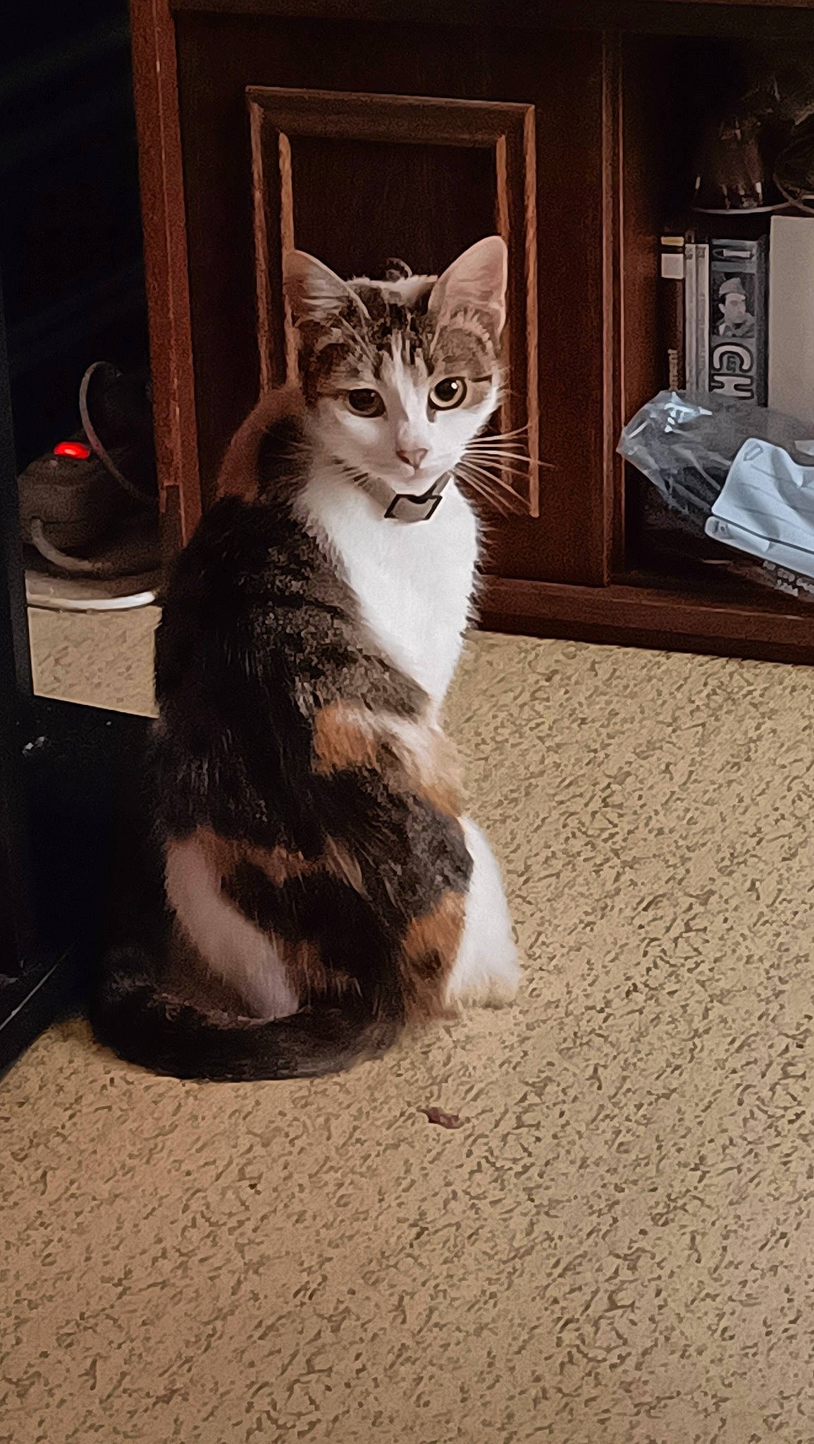 Tigresse participe au concours pour gagner de l'argent avec cette photo : carnivore, cat, claw, domestic_short_haired_cat, door, eye, felidae, flooring, foot, fur, hardwood, paw, small_to_medium_sized_cats, snout, tail, terrestrial_animal, tree, whiskers, window, wood