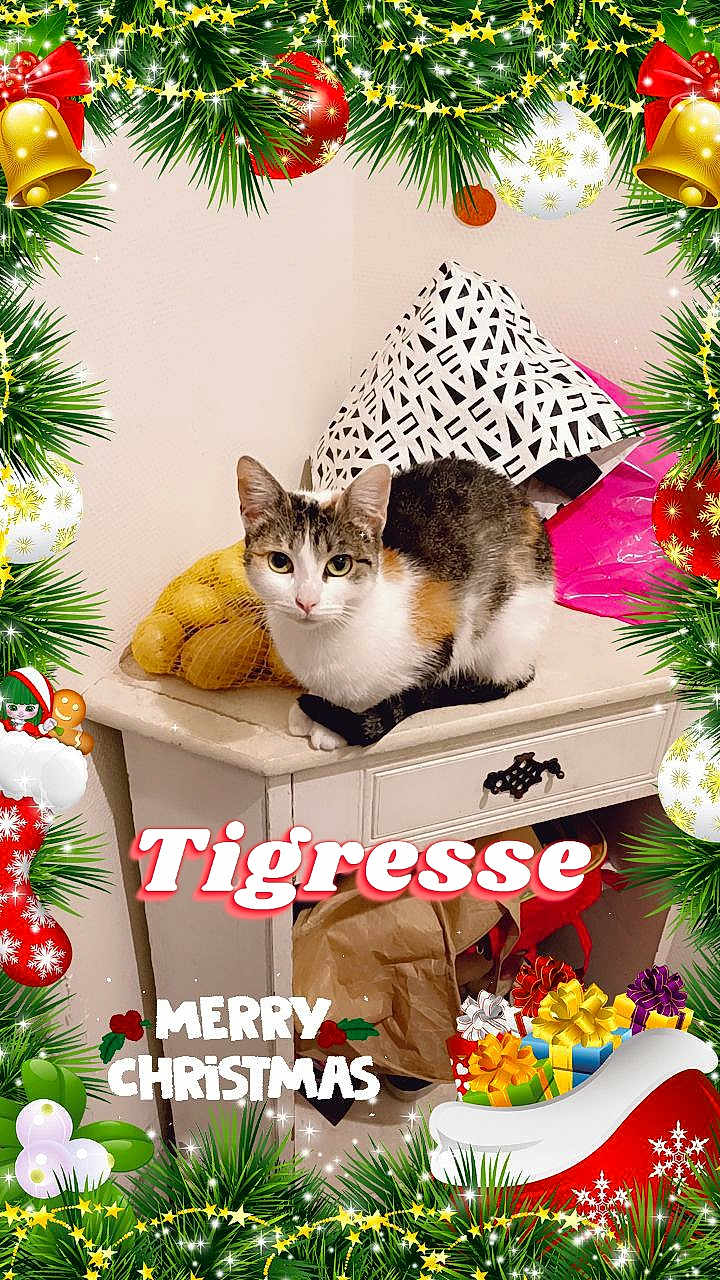 Tigresse