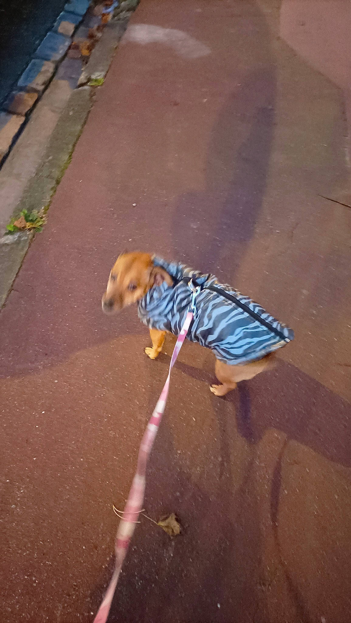 Shanna a rejoint le concours — aidez-le/la à gagner de superbes lots ! asphalt, carnivore, companion_dog, concrete, dog, dog_breed, dog_supply, fawn, floor, flooring, leash, pet_supply, road, road_surface, sidewalk, soil, tail, tints_and_shades, wood, working_animal