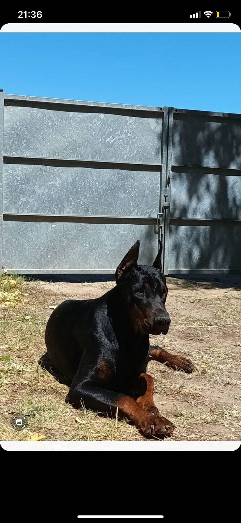 Atila a rejoint le concours — aidez-le/la à gagner de superbes lots ! carnivore, companion_dog, dog, dog_breed, door, grass, guard_dog, liver, shade, shadow, stairs, tail, terrestrial_animal, tints_and_shades, whiskers, window, wood, working_animal, working_dog