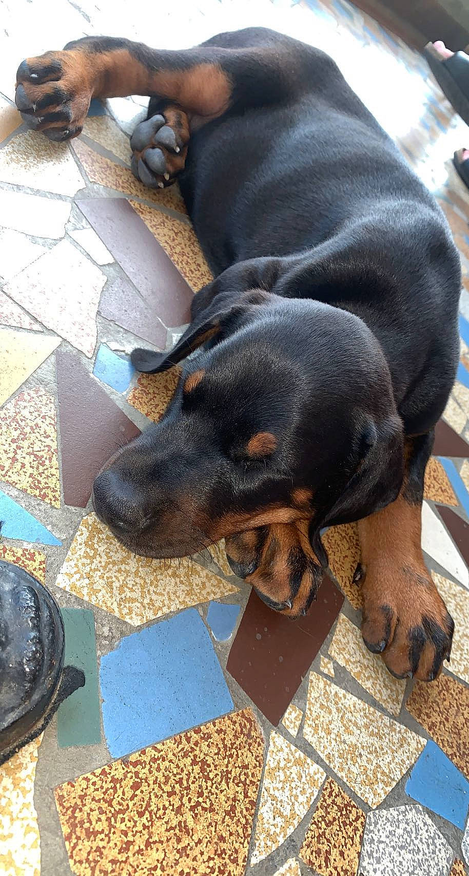 Attila a rejoint le concours — aidez-le/la à gagner de superbes lots ! carnivore, comfort, companion_dog, dog, dog_breed, flooring, fur, liver, montenegrin_mountain_hound, natural_material, rottweiler, snout, terrestrial_animal, working_animal, working_dog