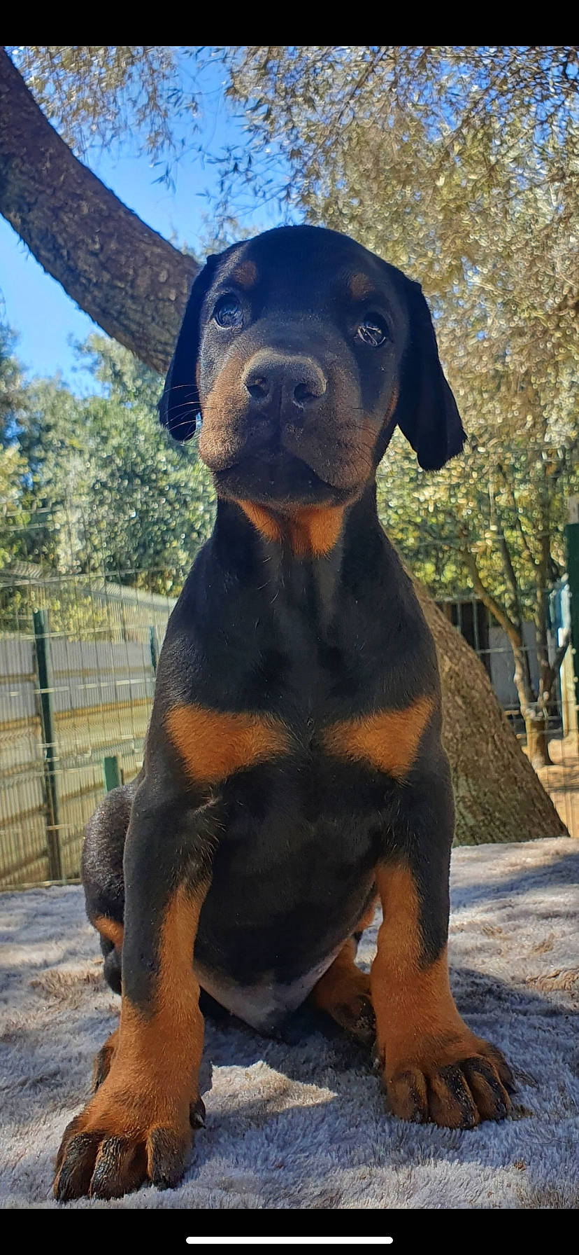 Attila a rejoint le concours — aidez-le/la à gagner de superbes lots ! carnivore, collar, companion_dog, dog, dog_breed, dog_collar, dog_supply, fawn, fence, hound, liver, pet_supply, plant, sky, snout, sporting_group, terrestrial_animal, tree, whiskers, working_animal