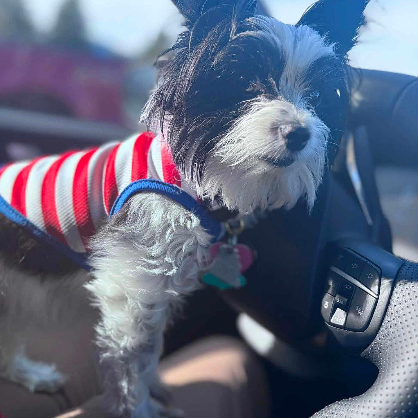 Momay joined the competition — help win amazing prizes! attention, black_and_white, car_interior, closeup, clothing, collar, daylight, dog, domestic_animal, fur, inside, lap, person, pet, seat, steering_wheel, striped_sweater, sunlight, tag, window