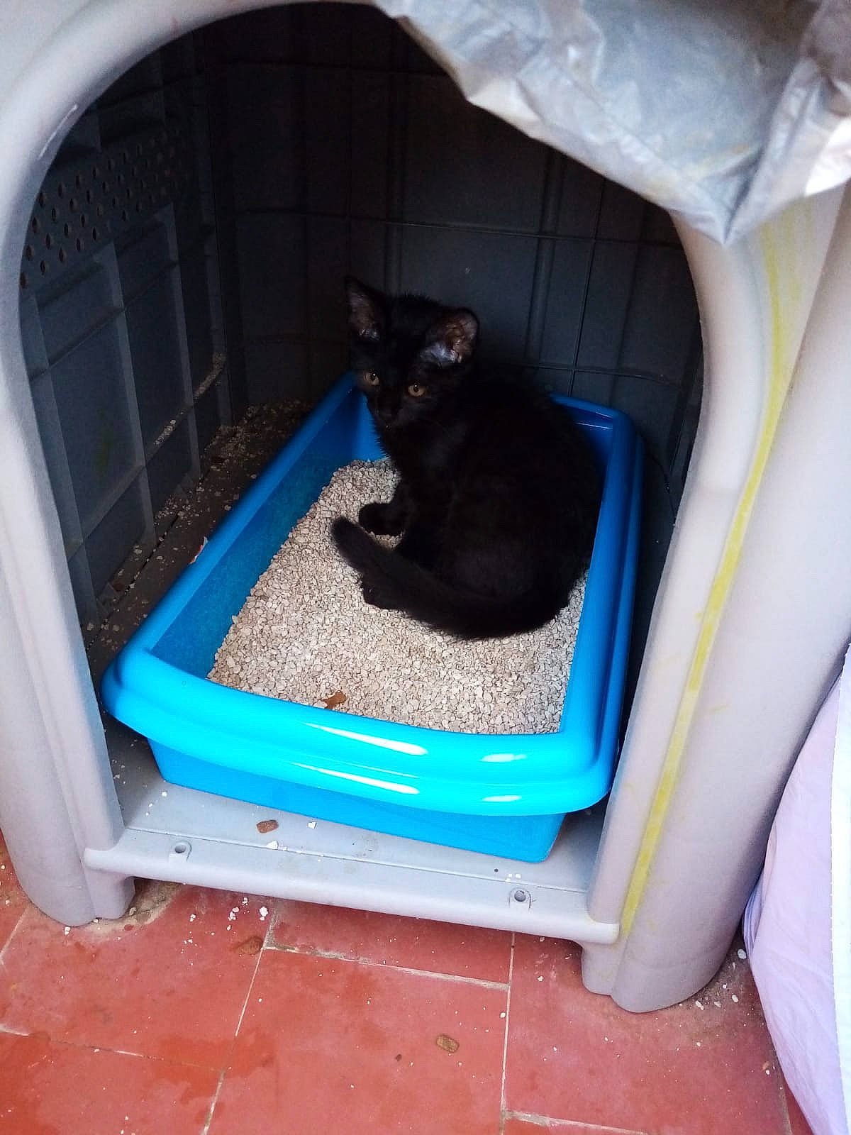 Gofy a rejoint le concours — aidez-le/la à gagner de superbes lots ! black_cat, carnivore, cat, cat_supply, comfort, electric_blue, felidae, gas, pet_supply, rectangle, small_to_medium_sized_cats, tail, whiskers