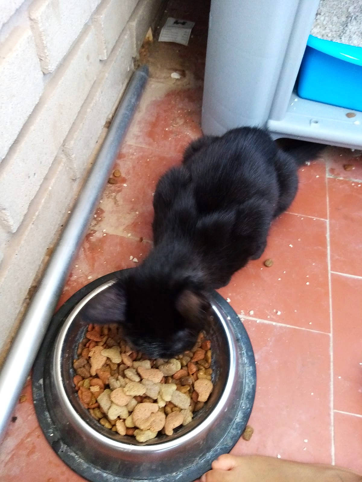 Gofy participe au concours pour gagner de l'argent avec cette photo : animal_feed, automotive_tire, carnivore, cat_food, cat_supply, companion_dog, dog_breed, dog_food, dog_supply, felidae, flooring, ingredient, pet_food, pet_supply, small_animal_food, small_to_medium_sized_cats, soil, sporting_group, tail, terrestrial_animal