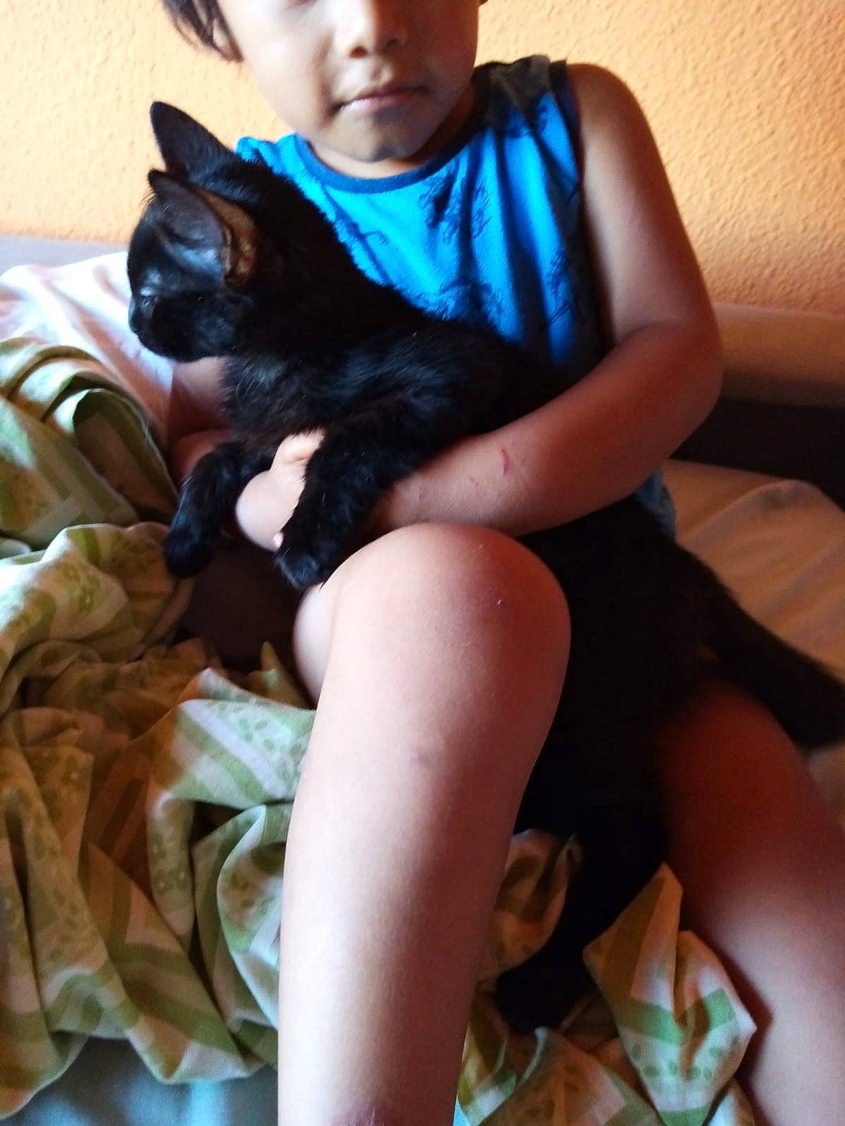 Gofy participe au concours pour gagner de l'argent avec cette photo : black_hair, carnivore, cat, comfort, elbow, fawn, felidae, finger, foot, happy, human_leg, knee, lap, nail, shoulder, sitting, skin, small_to_medium_sized_cats, thigh, whiskers