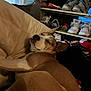 Sadie is registered to the contest to win money with this photo: blanket, brown_dog, canine, casual, comfort, couch, cozy, dog, furniture, home, indoors, paw, pet, quiet, relaxation, resting, shoe_rack, shoes, sleeping, white_markings