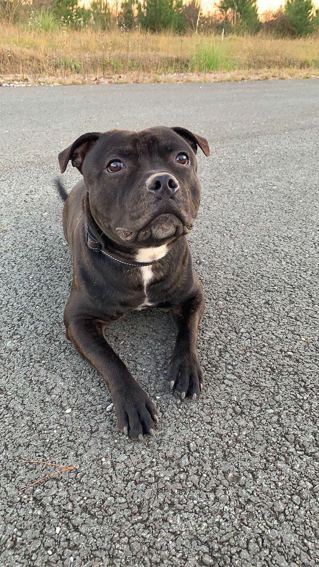 Sniper participe au concours pour gagner de l'argent avec cette photo : asphalt, canidae, carnivore, companion_dog, dog, dog_breed, dog_collar, fawn, grass, guard_dog, molosser, road_surface, snout, sporting_group, tail, terrestrial_animal, toy_dog, whiskers, working_animal, working_dog