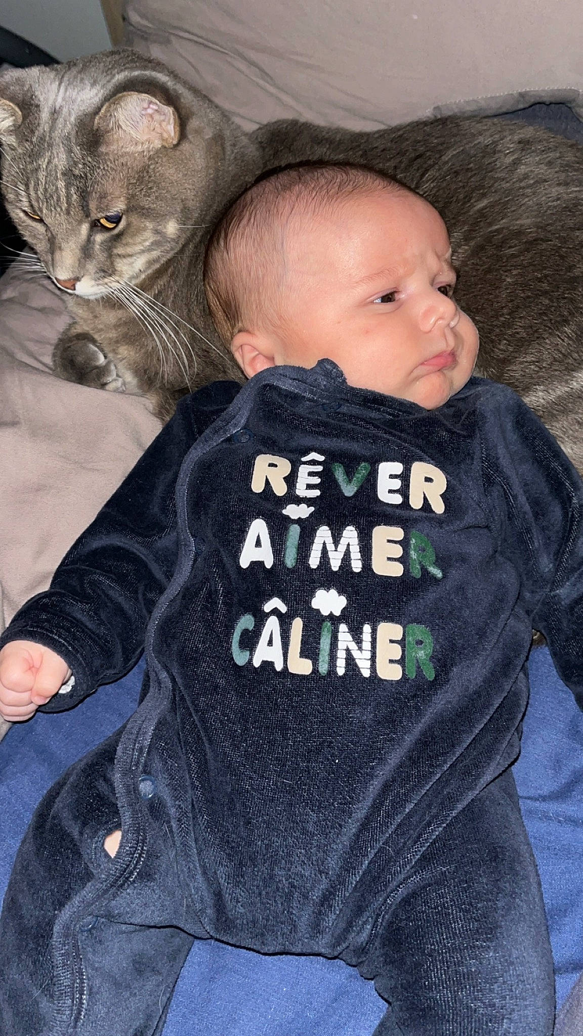 Benjamin a rejoint le concours — aidez-le/la à gagner de superbes lots ! baby, baby_toddler_clothing, carnivore, cat, comfort, eye, felidae, gesture, grey, happy, head, iris, person, sitting, skin, sleeve, small_to_medium_sized_cats, t_shirt, toddler, vertebrate