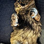cat, tortoiseshell, fluffy, fur, paws, couch, knitted_blanket, indoor, pet, relaxed, lying_down, close_up, whiskers, eyes, cute, feline, tabby, soft, cozy, animal