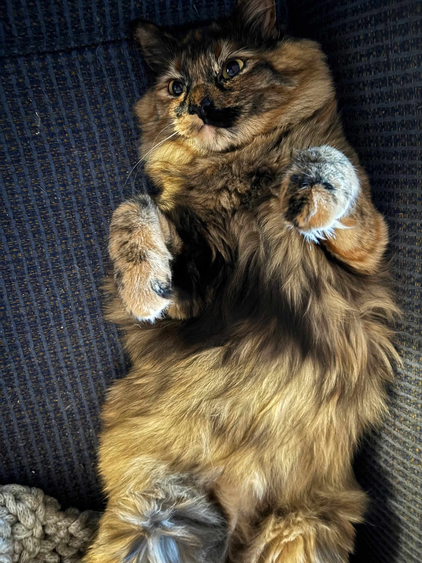 Clove joined the competition — help win amazing prizes! cat, tortoiseshell, fluffy, fur, paws, couch, knitted_blanket, indoor, pet, relaxed, lying_down, close_up, whiskers, eyes, cute, feline, tabby, soft, cozy, animal