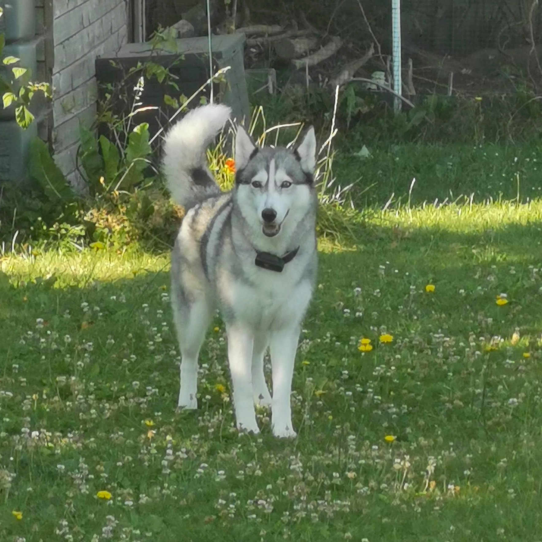 Sacha