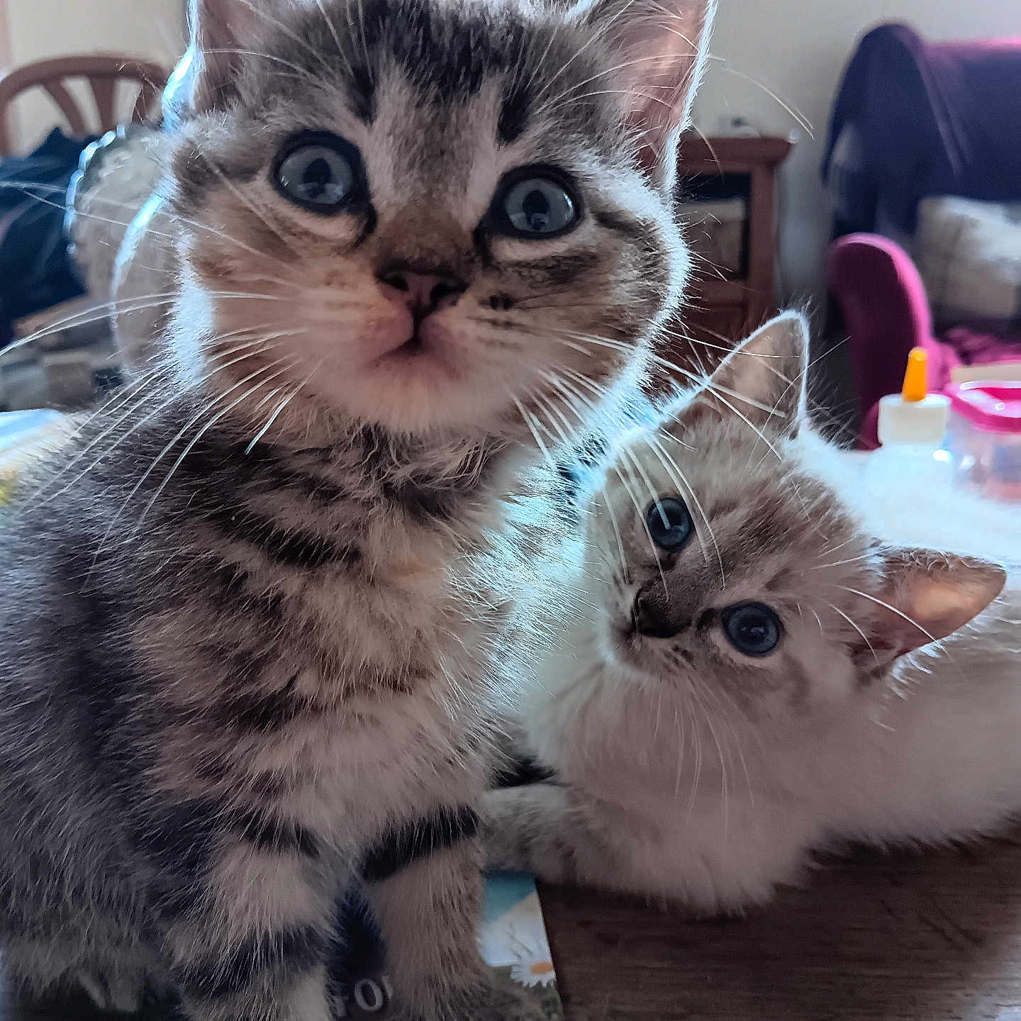 Crevette Et Poupette