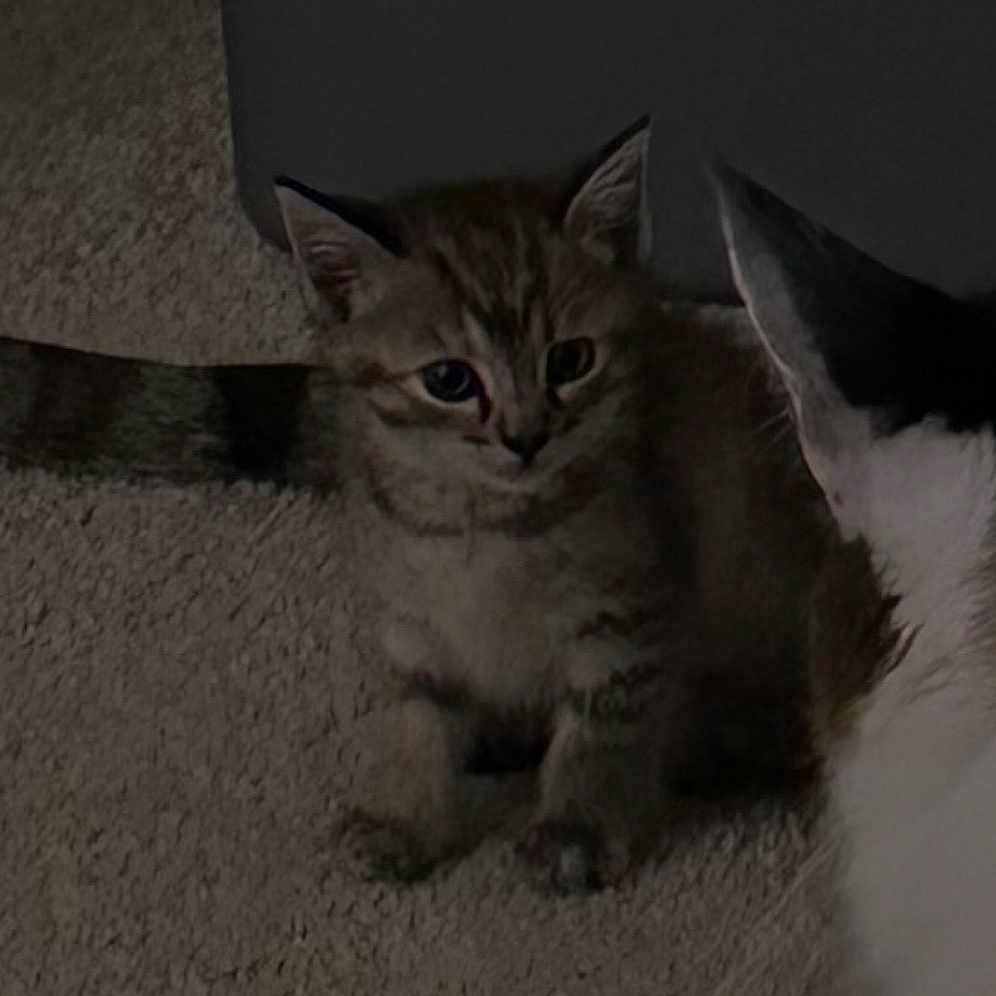 Cosita