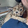 Cosita is registered to the contest to win money with this photo: kitten, cat, animal, pet, feline, cute, young, fur, whiskers, ears, eyes, clinging, person, shoulder, blue_shirt, indoor, close_up, domestic, companion, curious