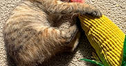 Cosita joined the competition — help win amazing prizes! kitten, cat, toy, plush_toy, corn, carpet, sunlight, playing, cute, pet, furry, small_animal, indoor, sleepy, resting, paw, claws, yellow, green, texture