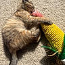 kitten, cat, toy, plush_toy, corn, carpet, sunlight, playing, cute, pet, furry, small_animal, indoor, sleepy, resting, paw, claws, yellow, green, texture