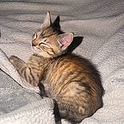 Cosita is registered to the contest to win money with this photo: kitten, cat, sleeping, tabby, feline, pet, animal, cute, cozy, blanket, soft, fur, striped, resting, indoors, young, small, peaceful, comfort, warm