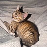 kitten, cat, sleeping, tabby, feline, pet, animal, cute, cozy, blanket, soft, fur, striped, resting, indoors, young, small, peaceful, comfort, warm